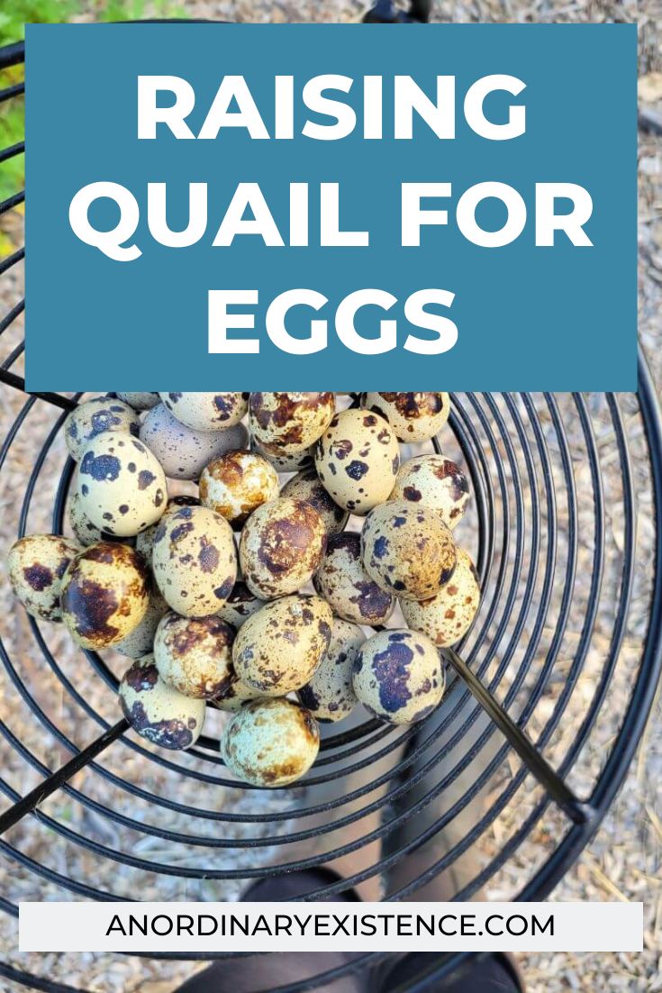 some quails are sitting on top of a wire rack with the words raising quail for eggs