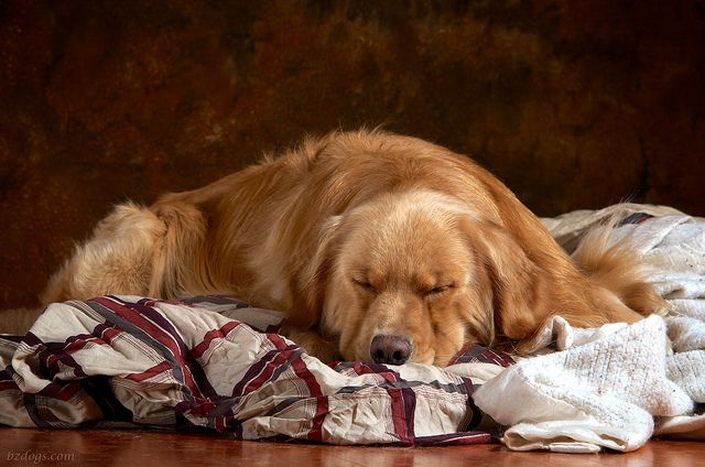 a golden retriever sleeping on top of a pile of blankets