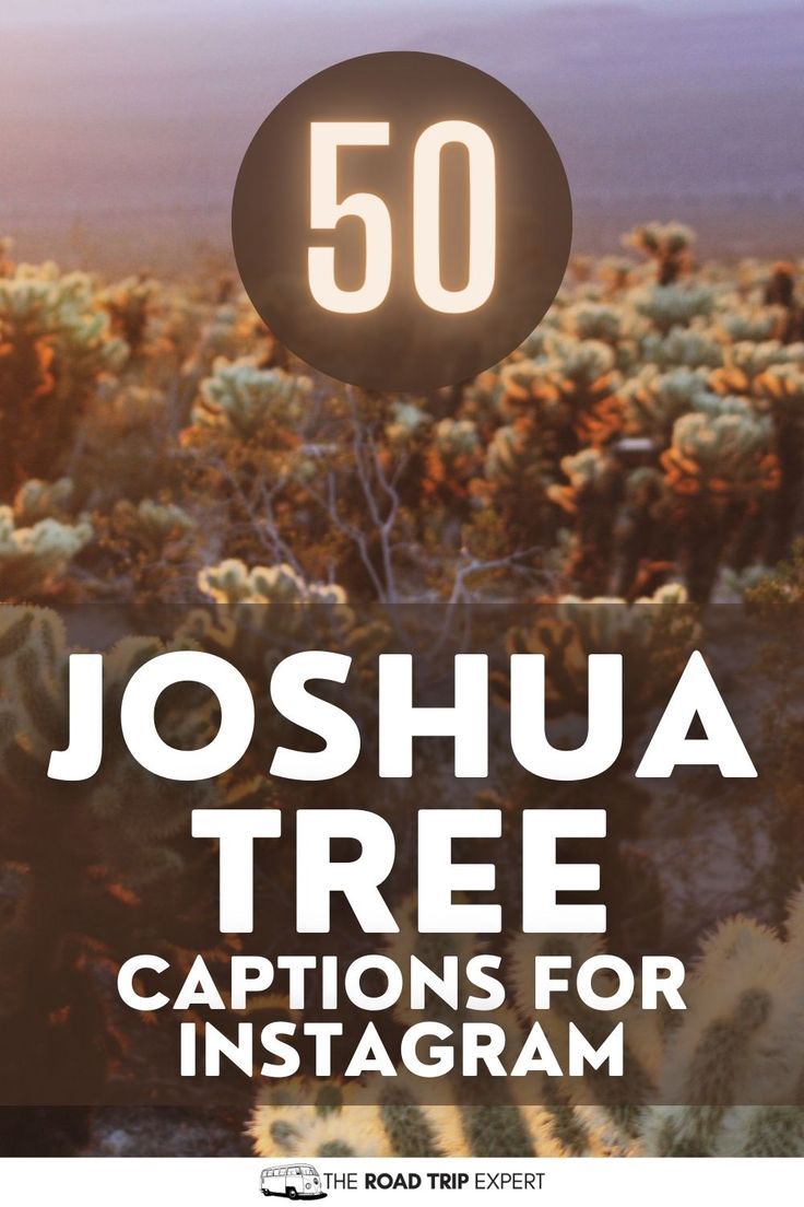 Joshua Tree Captions for Instagram Joshua Tree Quotes, Quotes About The Desert, Tree Captions, Desert Quotes, Quotes For Instagram Posts, Desert Quote, California Quotes, Joshua Tree Camping, Joshua Tree Park