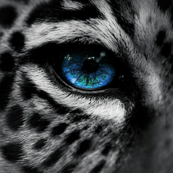 a white tiger with blue eyes on it's face is shown in this black and white photo