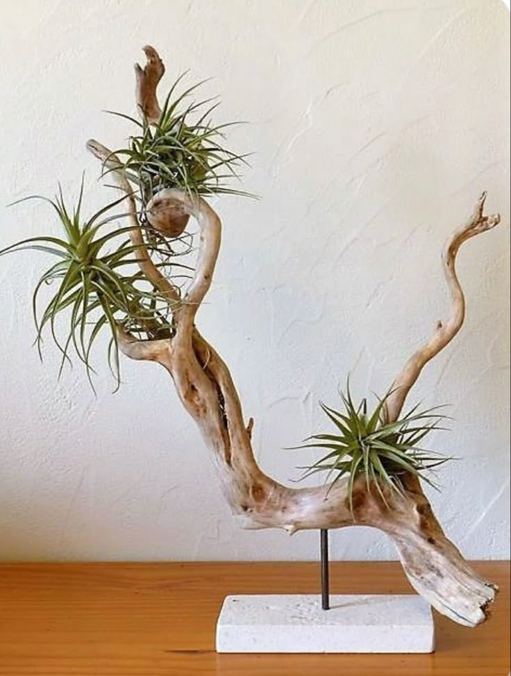 an air plant is growing on top of a tree branch in the shape of a twig