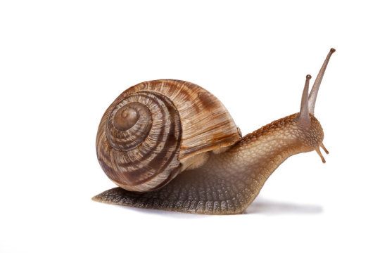 a close up of a snail on a white background with clippings to the side