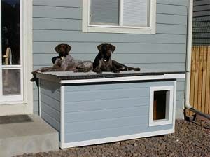 two dogs sitting on top of a dog house in front of a blue building with white trim