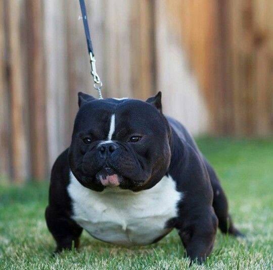 a black and white dog on a leash in the grass