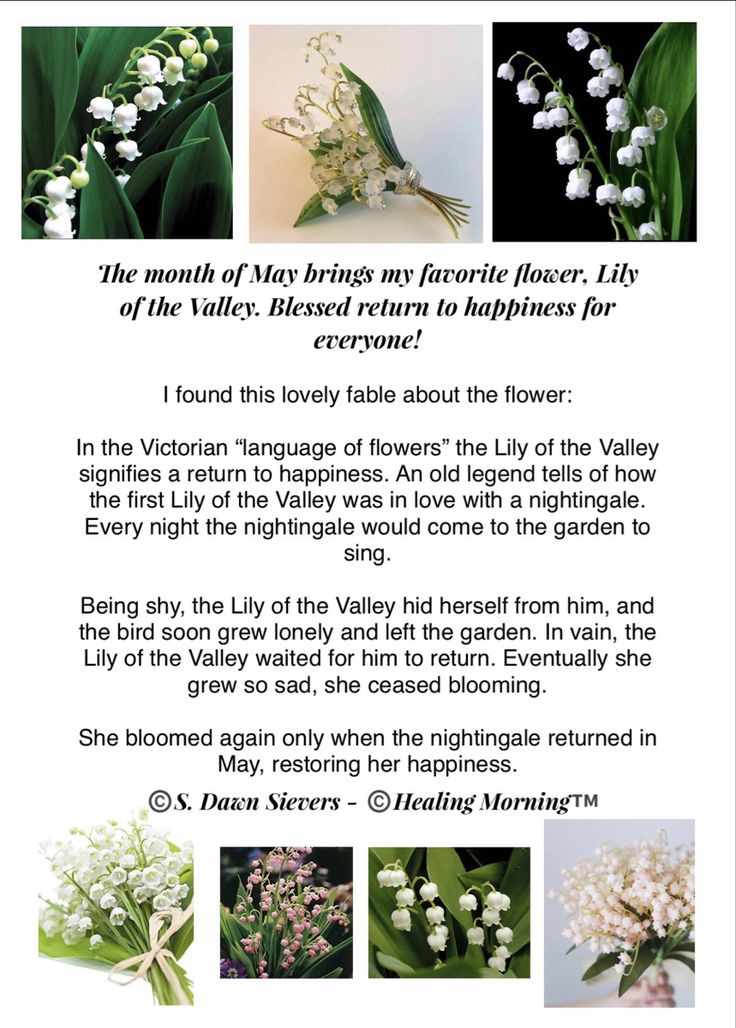 an advertisement for lily of the valley flowers, with pictures of white flowers and green leaves