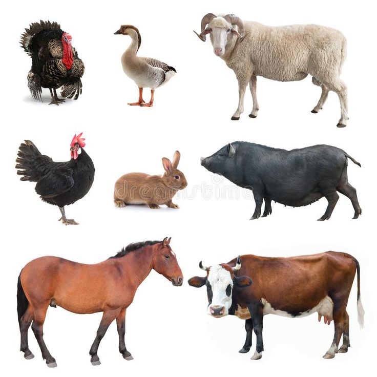 various farm animals and birds on a white background stock photos, clippings or illustrations