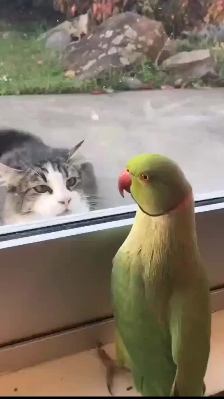 a green bird standing next to a gray and white cat looking at it's reflection in a window