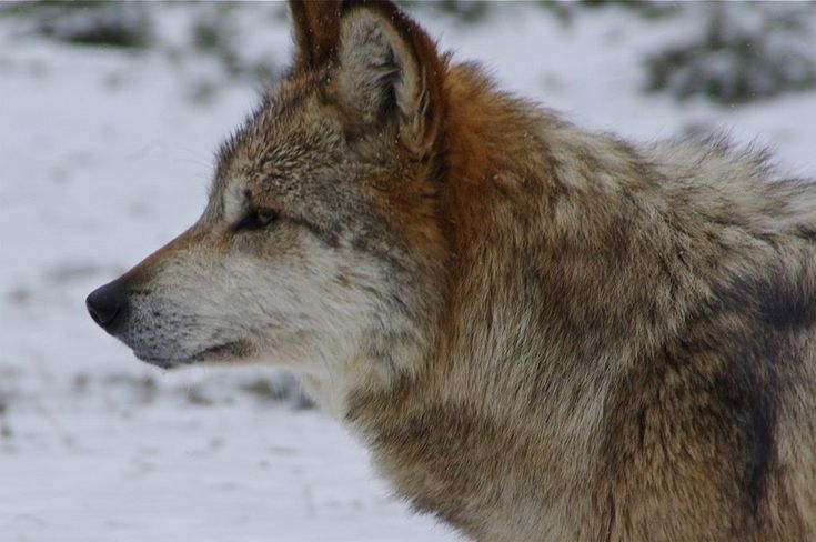 a wolf standing in the snow looking off into the distance