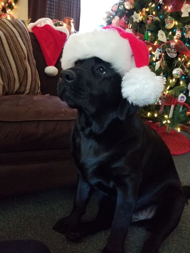 a black dog wearing a santa hat sitting in front of a christmas tree