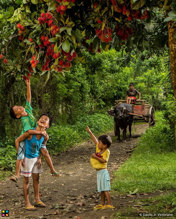 three children reaching up to grab fruit from a tree on a dirt road in the jungle