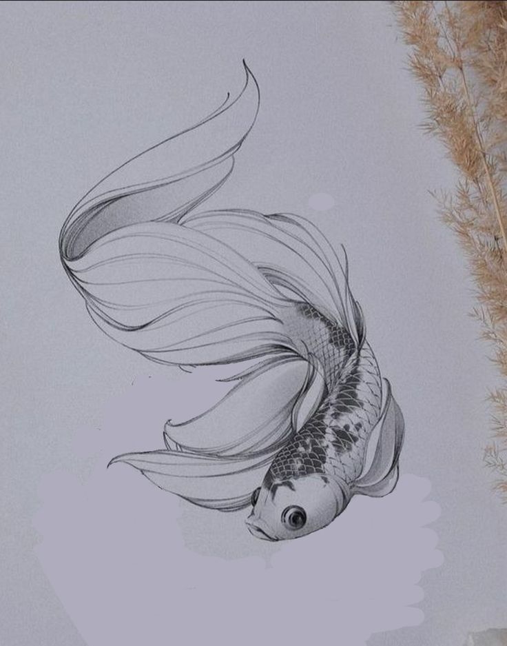 a pencil drawing of a goldfish