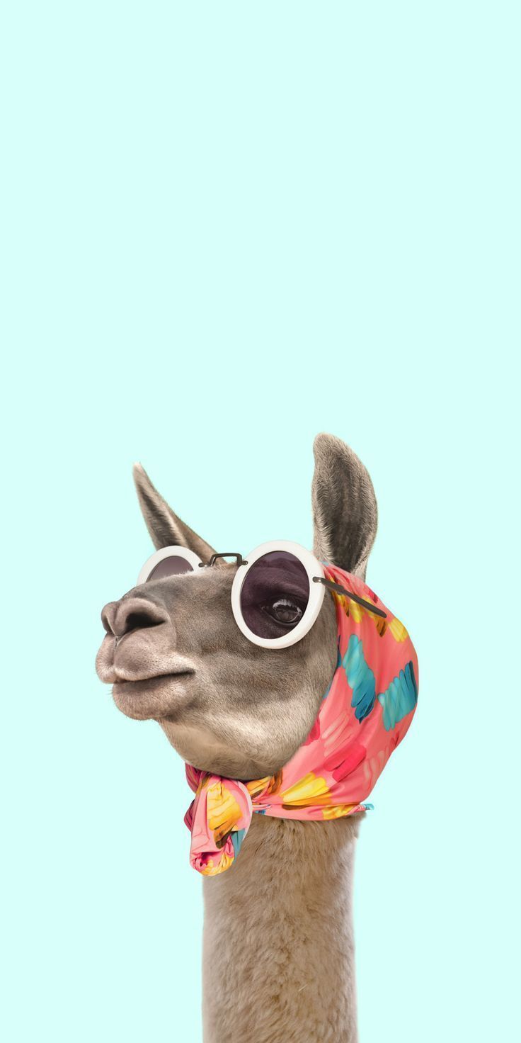 a close up of a llama wearing sunglasses