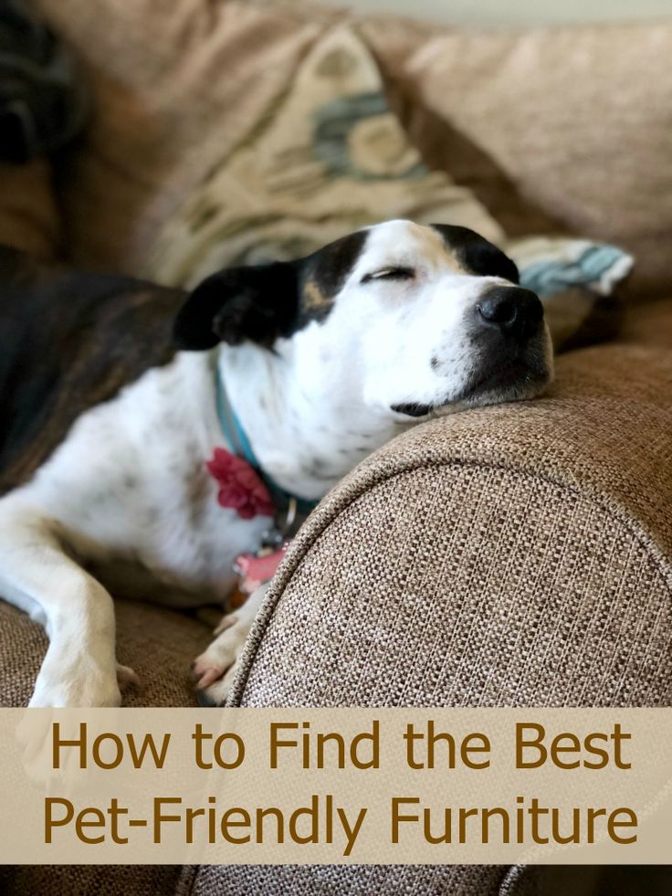 a black and white dog laying on top of a couch with the words how to find the best pet - friendly furniture