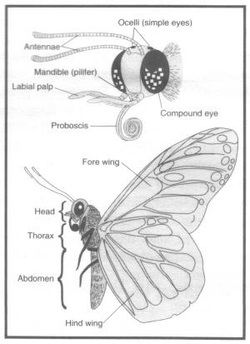 an insect diagram showing the parts of its wings and body, including two antennaes