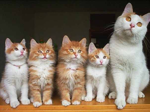 there are five kittens sitting together on the shelf in front of an international cat day sign