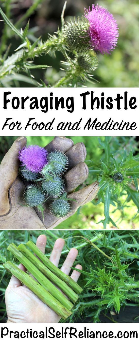 four different pictures with the words foraging thistle for food and medicine