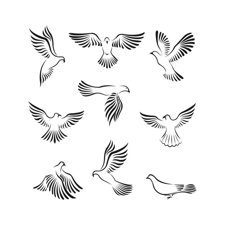 six black and white doves flying in the air with their wings spread wide open