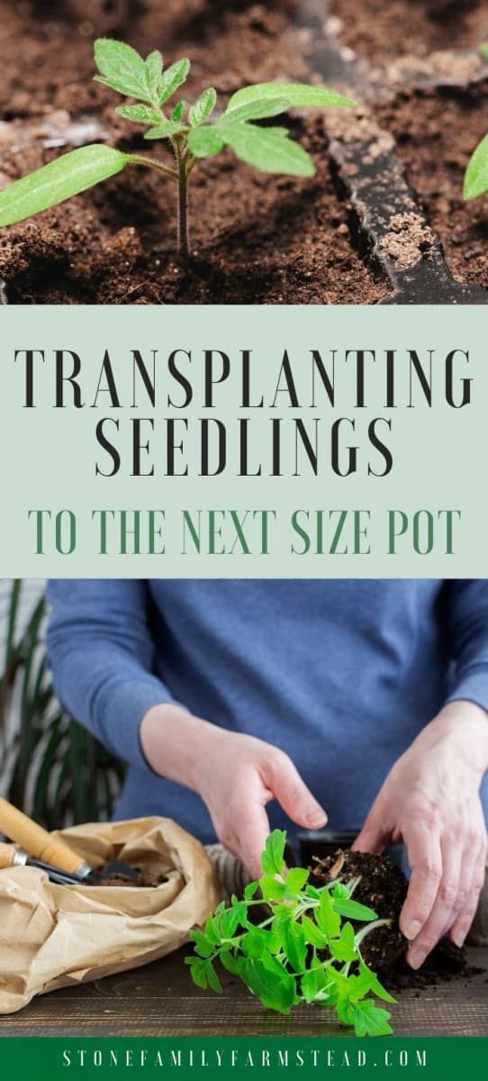 someone is planting seedlings in the ground with text overlay that reads, transplanting seeds to the next size pot