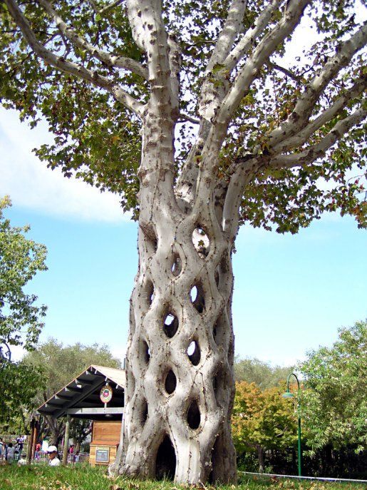 a tree with holes in it and arabic writing on the bottom half of its trunk