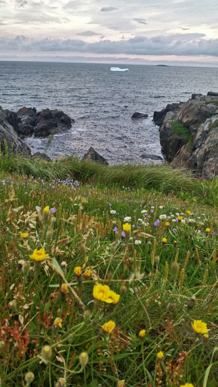 wildflowers in the foreground and an iceberg in the background, along with water