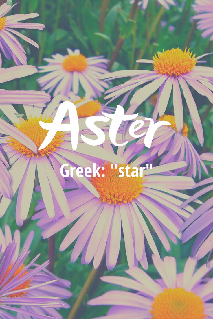 purple and yellow flowers with the words aster on it's bottom right corner