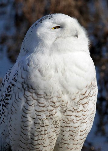 a white owl sitting on top of a tree branch