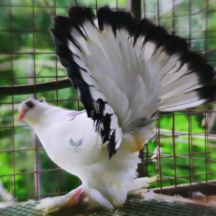 a white and black bird with its wings spread in front of a caged area