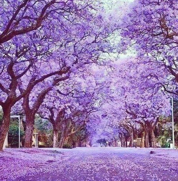 purple trees line the street in front of a building