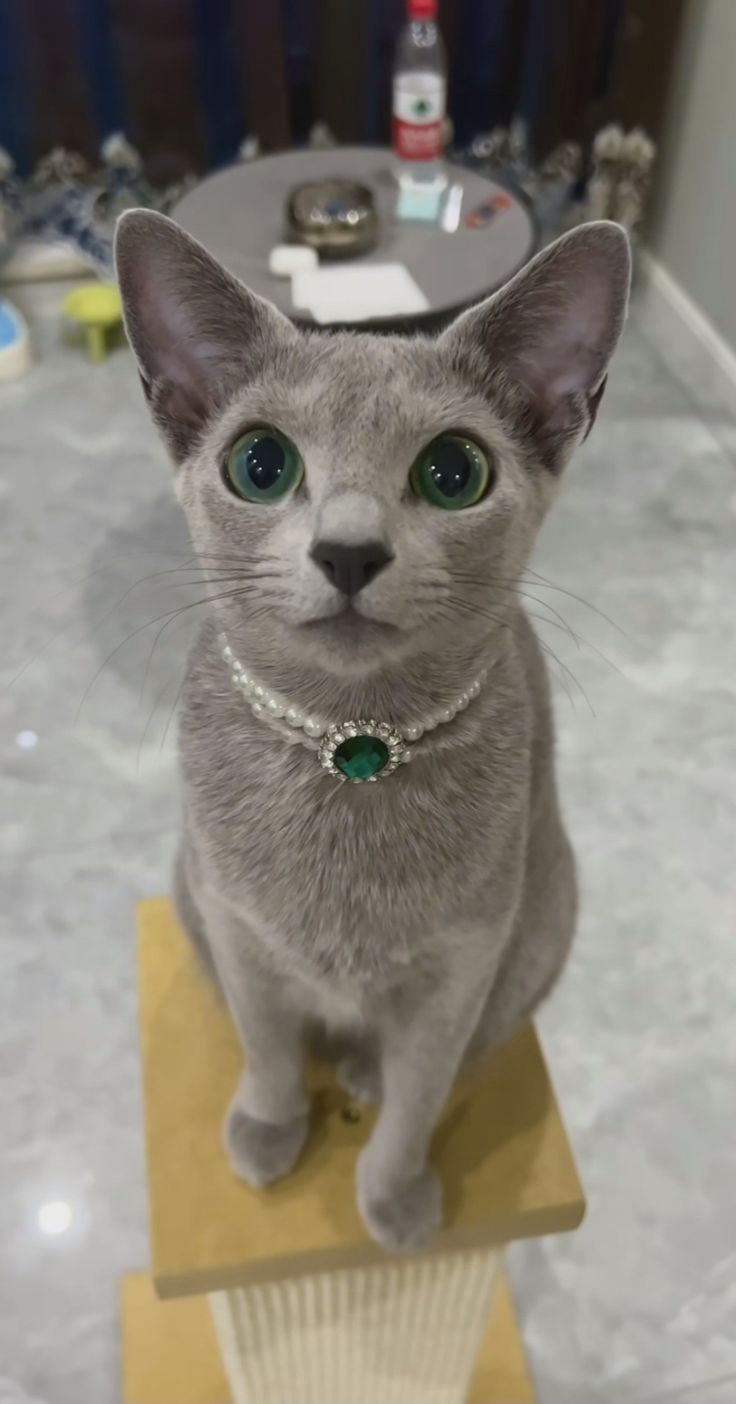 a grey cat with green eyes sitting on top of a piece of wood and looking at the camera