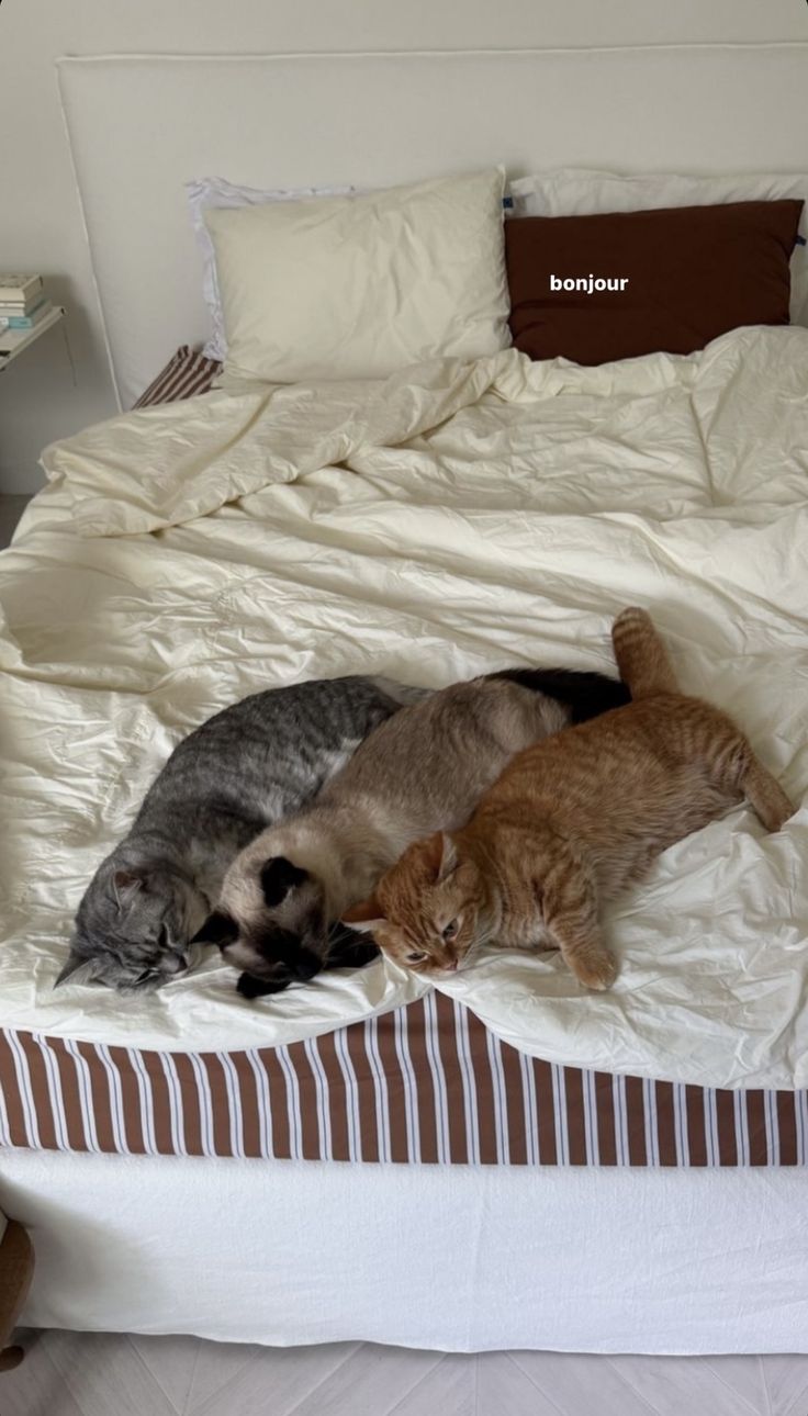 three cats laying on top of a white bed