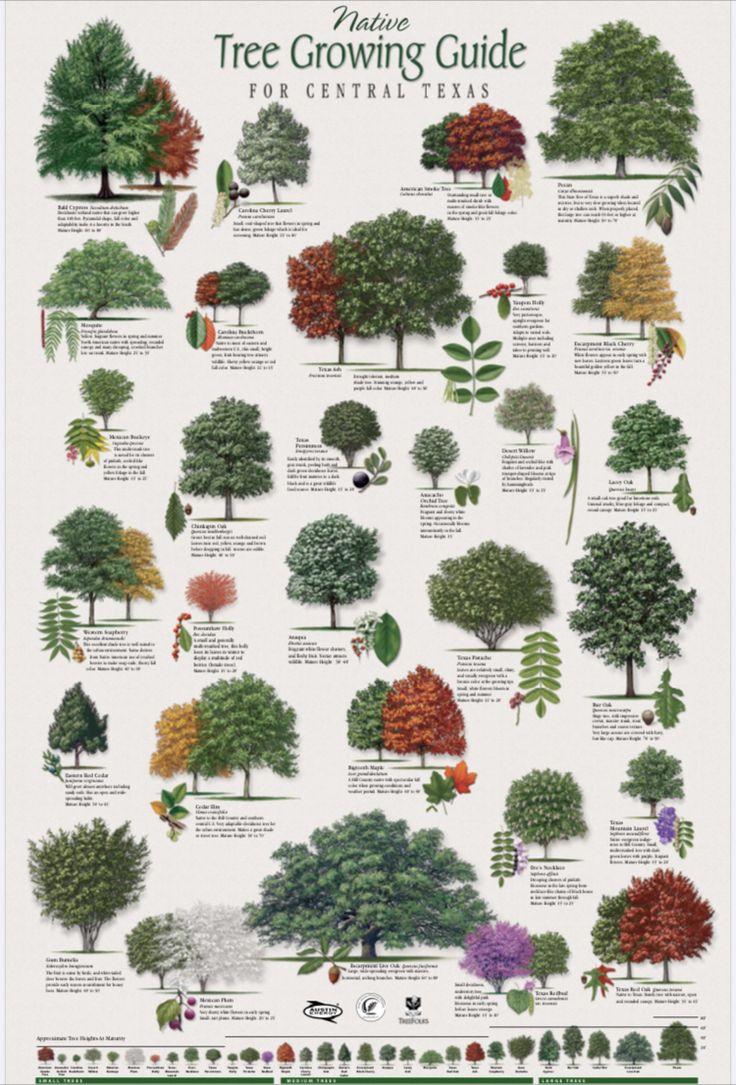 the tree growing guide for central texas is shown in this poster, which shows different types of trees