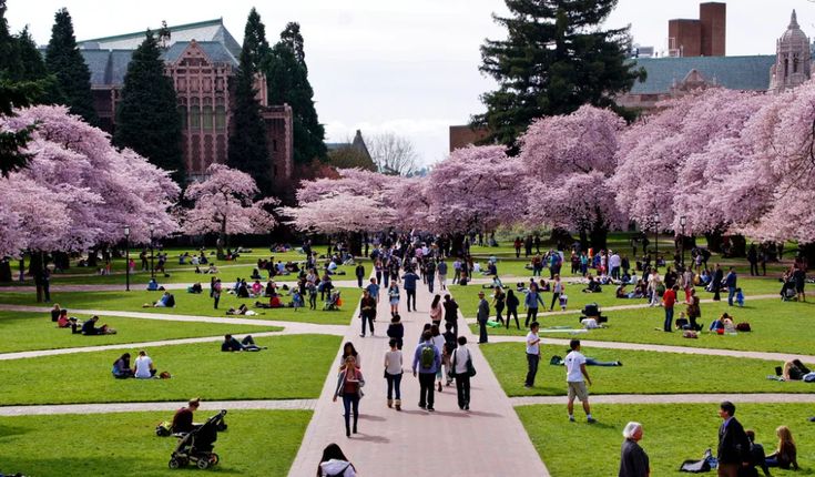 many people are walking around in the park with cherry blossoms on trees and buildings behind them