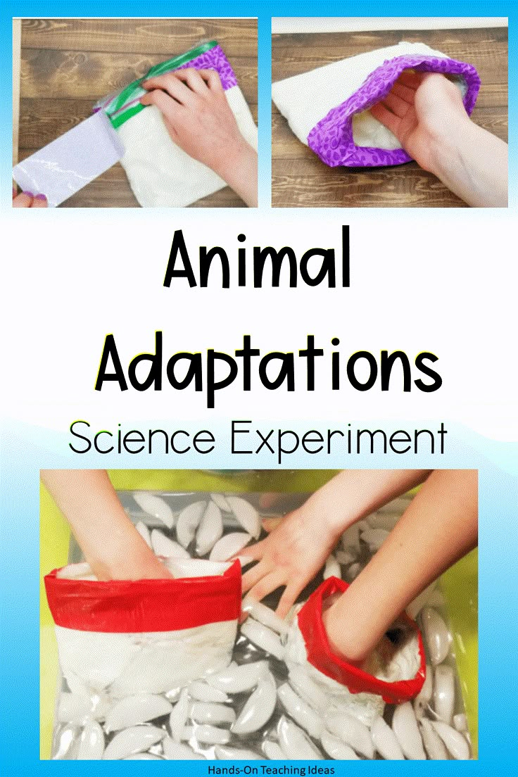 an animal's feet and hands are shown with the words animal adaptationss science experiment