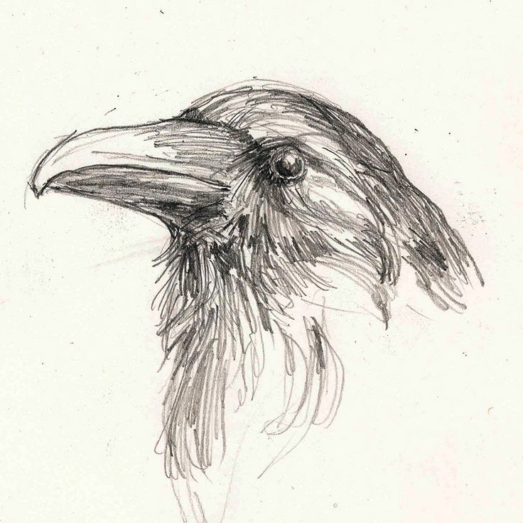 a black and white drawing of a bird's head