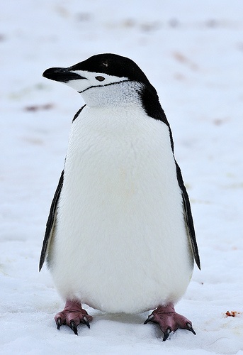 a penguin standing in the snow with its eyes closed