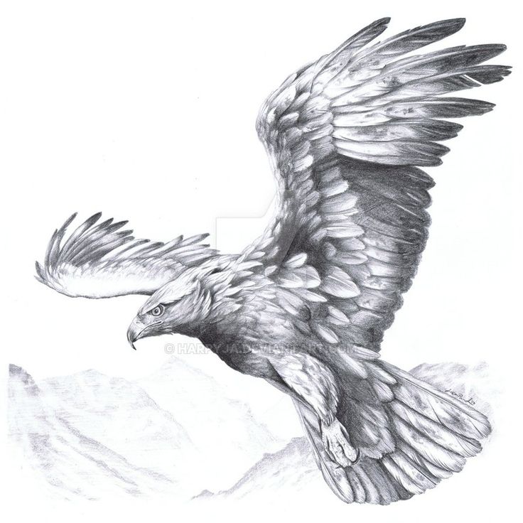 a drawing of an eagle flying in the sky