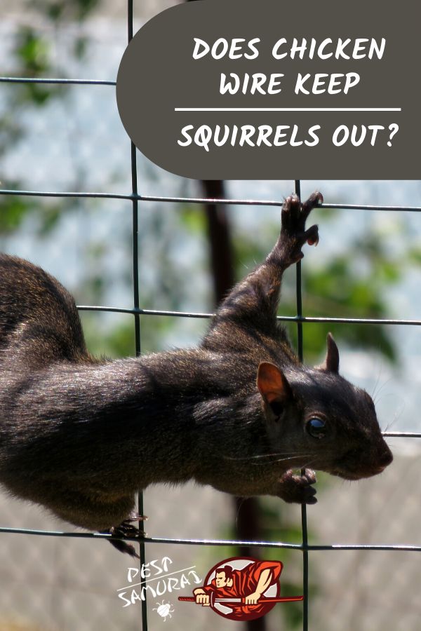 a squirrel hanging on to a wire fence with the caption does chicken wire keep squirrels out?