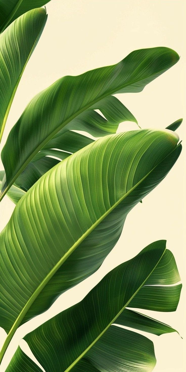 green leaves are shown against a white background