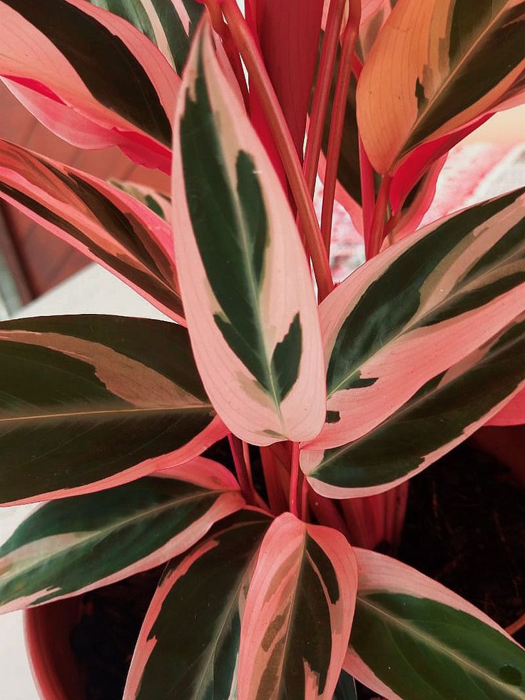 Planta maranta Tricolor folhas rosas Maranta Tricolor, Pot Wall, Tri Color, Plant Leaves, Living Room, Plants, Wall, Quick Saves, Art