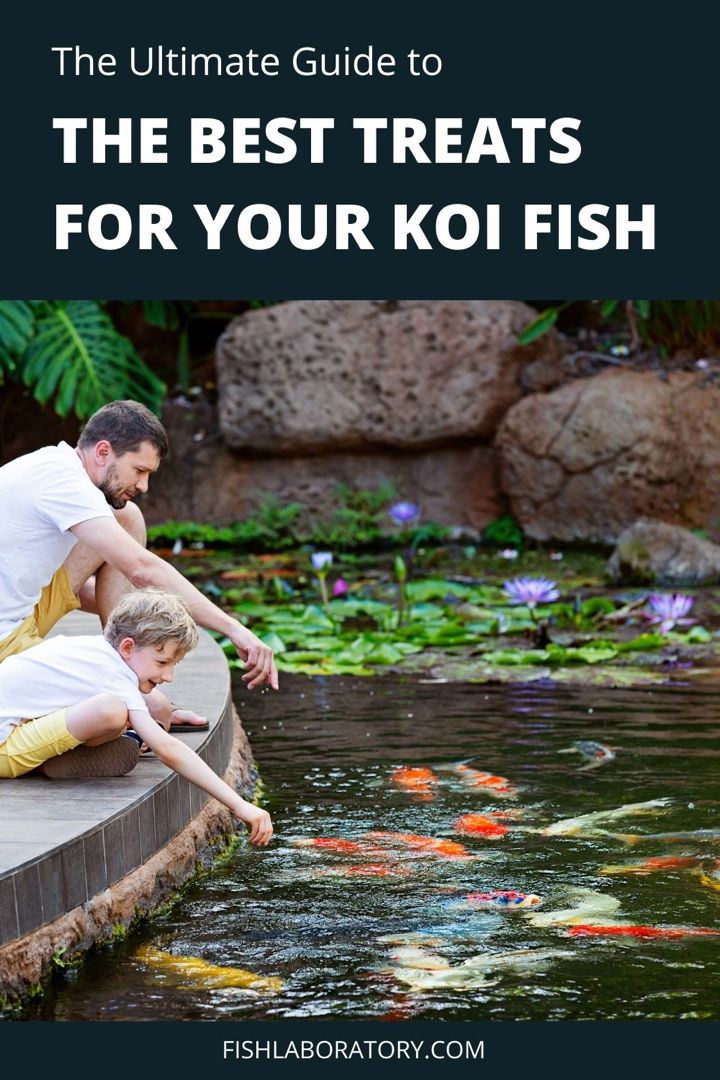 the ultimate guide to the best treats for your koi fish