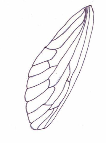 a drawing of a leaf on a white background