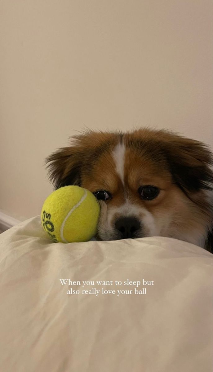 a brown and white dog laying on top of a bed with a tennis ball