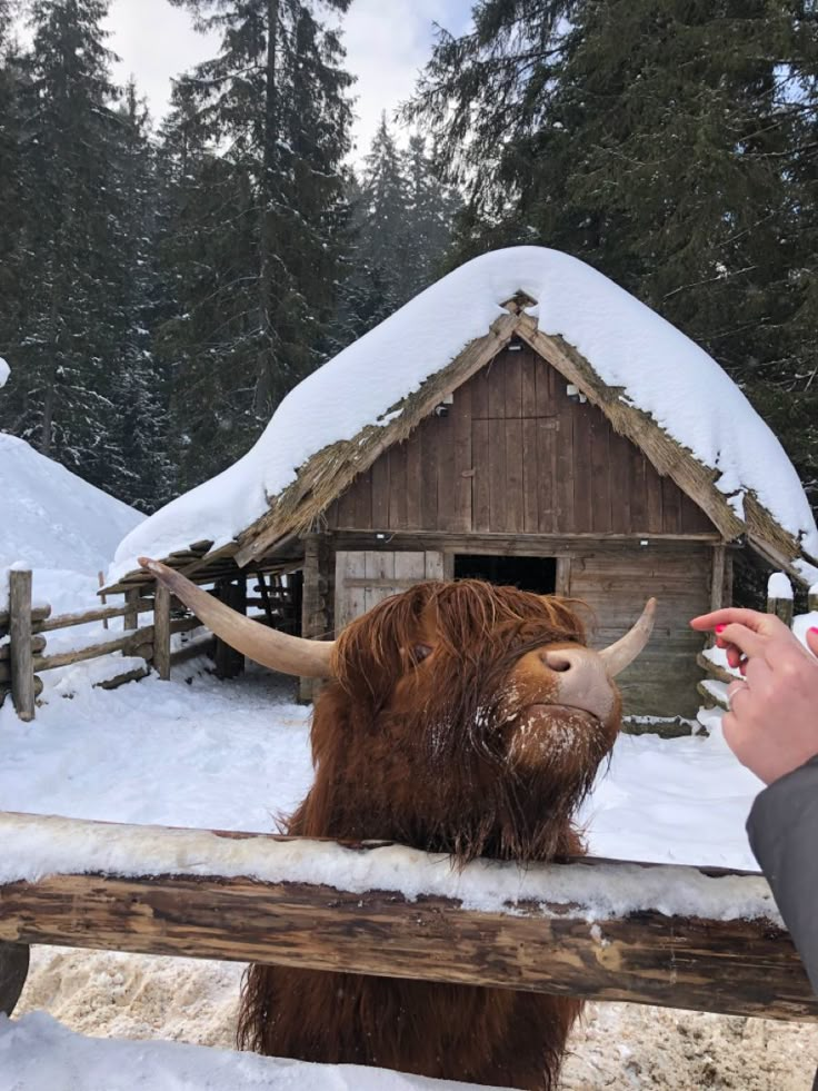 a yak standing in the snow next to a fence with a person pointing at it