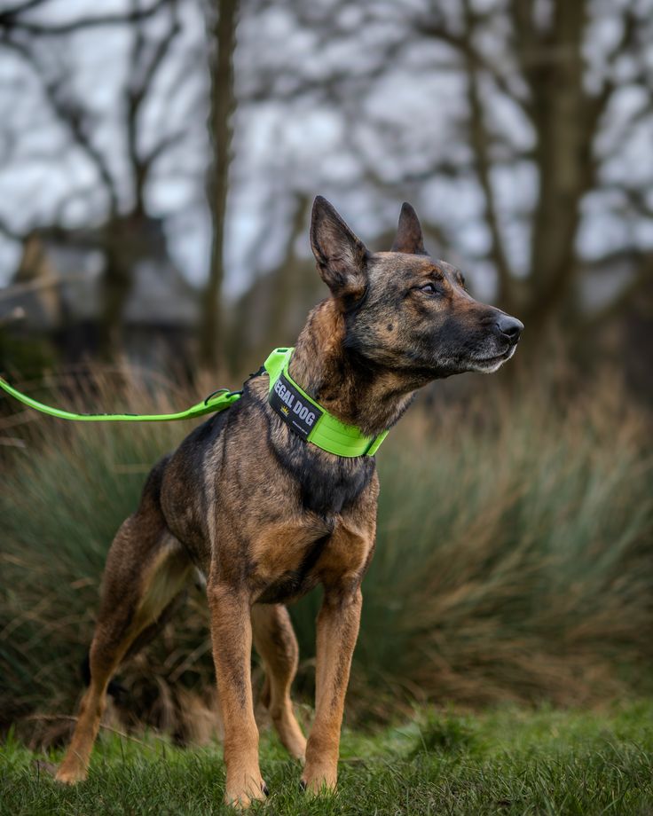 a brown and black dog standing on top of a grass covered field next to trees