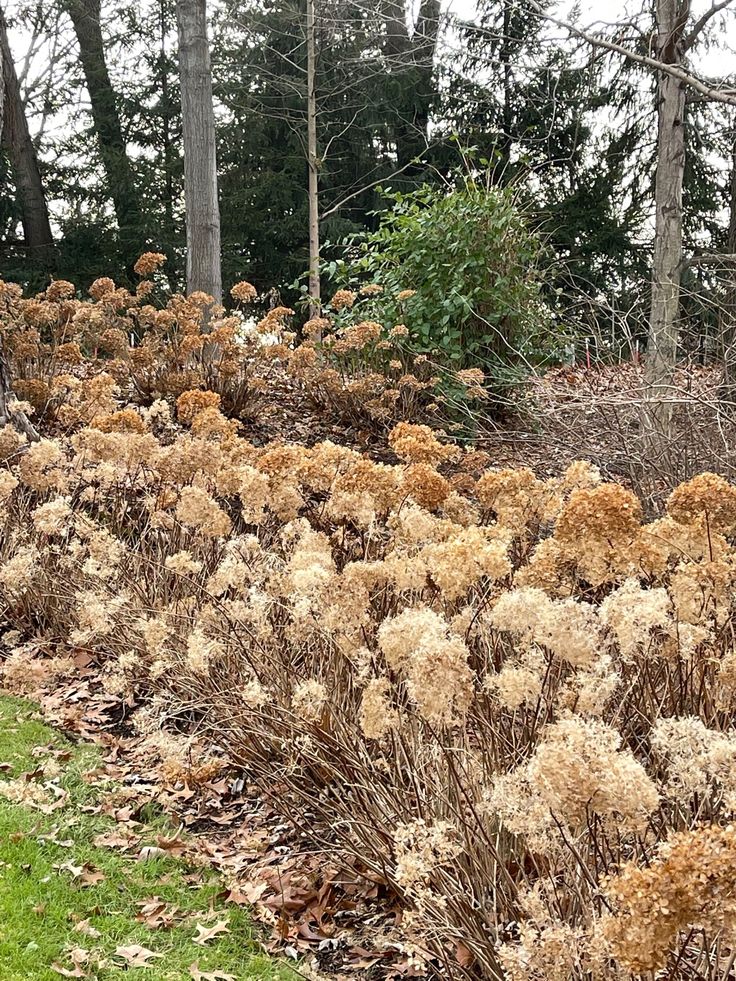 some brown and white flowers bushes and trees