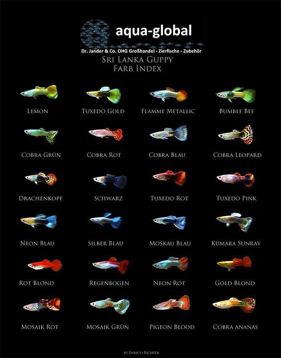 the different types of fish that can be found in aquariums and marine creatures, including tropical