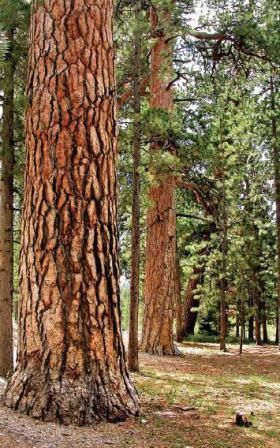 a large tree in the middle of a forest with lots of tall trees around it