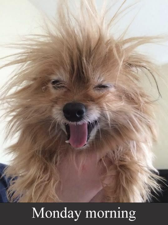 a dog with its mouth open and it's hair blowing in the wind, saying monday morning