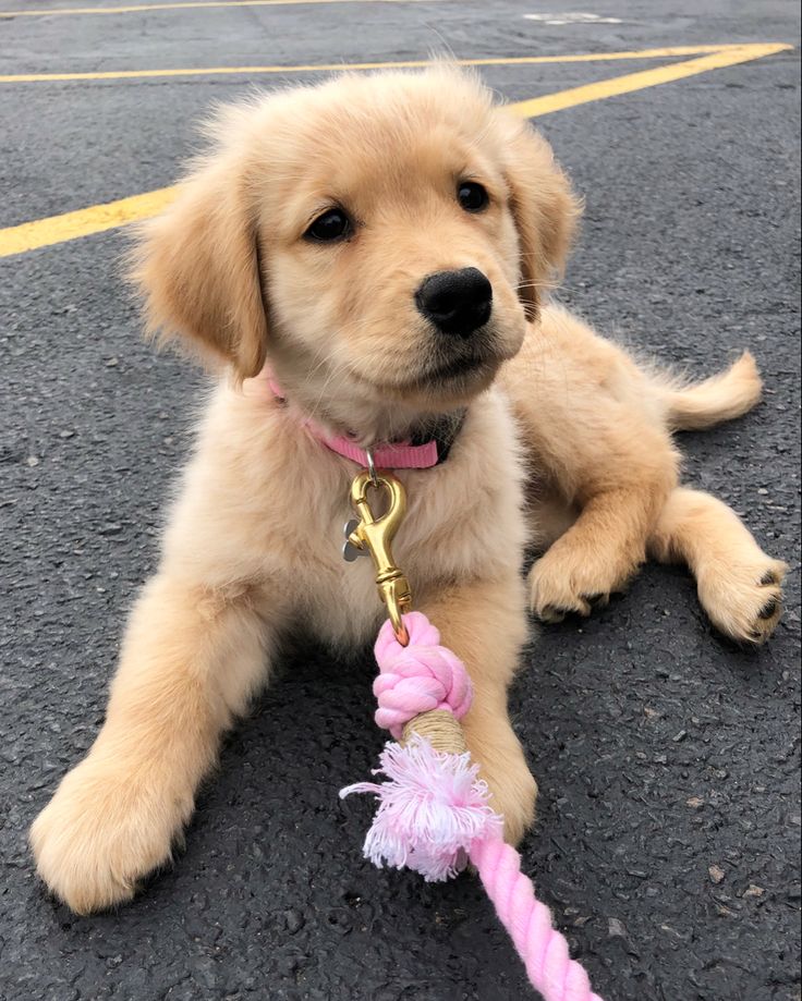 a puppy is sitting on the ground with a toy