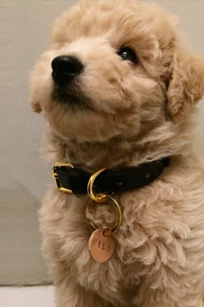 a small dog sitting on top of a white floor next to a wall and wearing a black leather collar